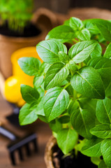 Green basil sprouts