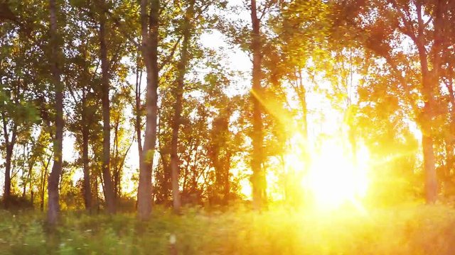 Driving a car through the woods, sunlight beaming through trees, side view from vehicle window