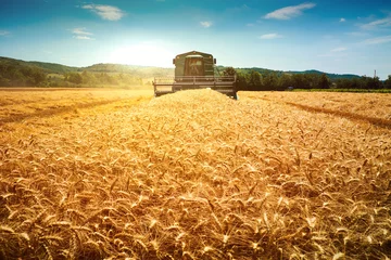 Poster Harvester machine to harvest wheat field working © Creaturart