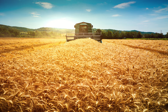 Harvester machine to harvest wheat field working
