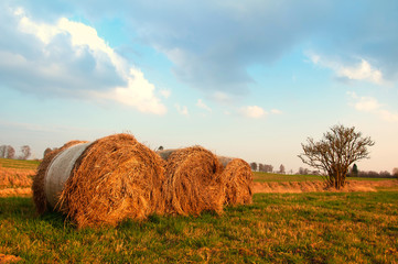 Summer meadow with golden bales