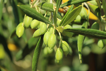 Olives on a branch