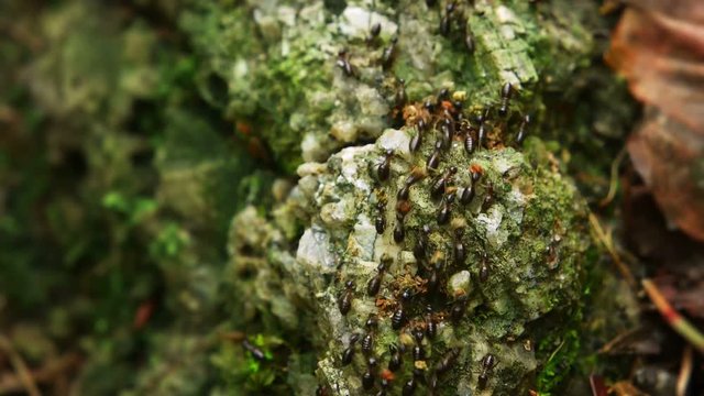 Huge swarm of Hospitalitermes hospitalis termites, known for their processional migration columns, on a Lichen harvesting expedition in the rainforest. Video FullHD