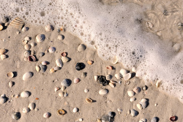 Sea foam shells