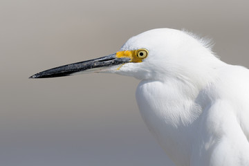 Snow egret portrait