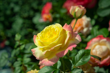 Yellow rose blossoming in the garden. Shallow depth of field.