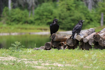 corbeau