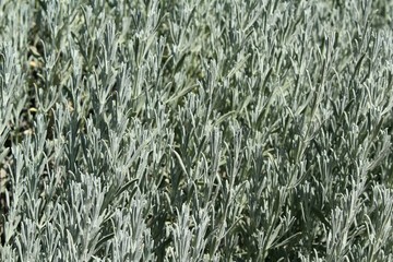 Young branches of bush in the park.