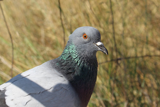 Pigeon (Dove) - colorful urban bird.