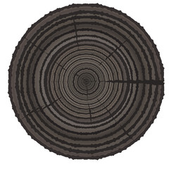 Fototapeta premium Cross section of tree stump isolated on white background 
