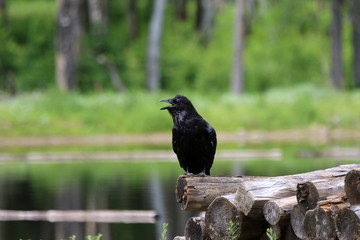 corbeau