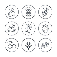 Berries line icons in circles on white, vector illustration