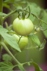 Tomatoes growing on the vine