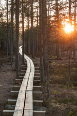 Broadwalk in forest at sunset