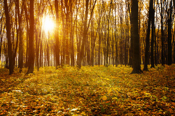 Golden autumnal forest with sunbeams
