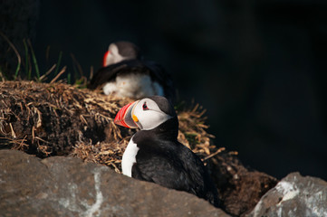 Islanda: pulcinelle di mare su una roccia a Dyrholaey il 18 agosto 2012. Il promontorio di Dyrholaey ospita una colonia di pulcinelle di mare, uccelli con il becco colorato