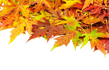 autumn maple leaves