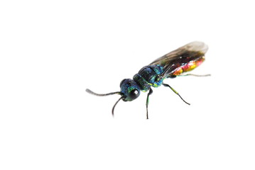 A colorful cuckoo wasp of the genus Chrysis isolated on white background