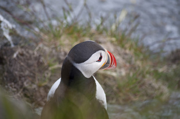 Puffin / Puffins are any of three small species of alcids in the bird genus Fratercula with a brightly coloured beak during the breeding season. 