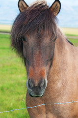 Iceland: un cavallo islandese in campagna il 29 agosto 2012. Il cavallo islandese è  una razza nativa dell'Islanda di piccola misura, quasi come un pony 