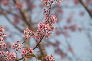 Wild Himalayan Cherry (Prunus cerasoides) at Thailand