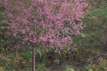 Obraz premium Wild Himalayan Cherry (Prunus cerasoides) at Thailand