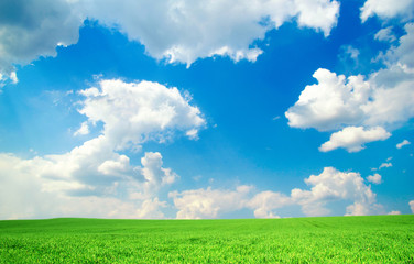 Fototapeta premium Green field under blue sky
