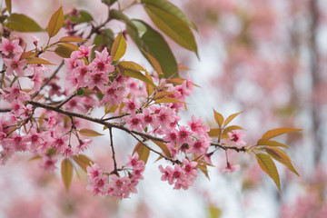 Fototapeta na wymiar Wild Himalayan Cherry (Prunus cerasoides) at Thailand