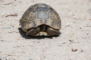 Tortoise on the path