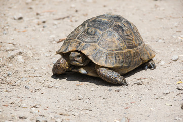 Tortoise on the path