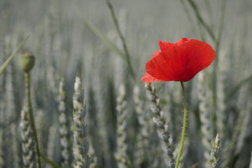 Mohn im Getreidefeld
