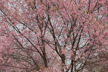 Wild Himalayan Cherry (Prunus cerasoides) at Thailand