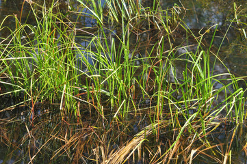 The grass in the water.