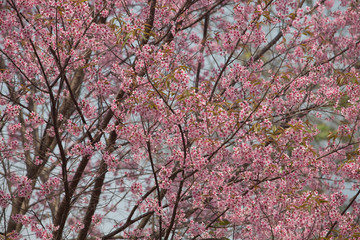 Wild Himalayan Cherry (Prunus cerasoides) at Thailand