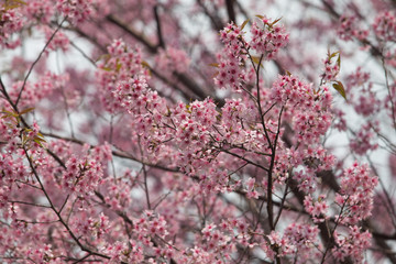 Wild Himalayan Cherry (Prunus cerasoides) at Thailand
