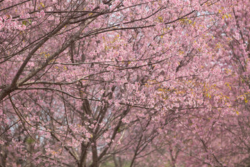 Wild Himalayan Cherry (Prunus cerasoides) at Thailand