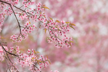 Wild Himalayan Cherry (Prunus cerasoides) at Thailand