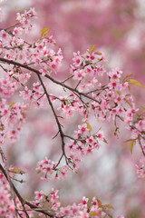 Wild Himalayan Cherry (Prunus cerasoides) at Thailand