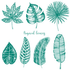 Vector tropical palm leaves drawn in ink, jungle leaves big set isolated on white background.