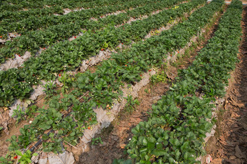 Strawberry Field or Strawberry