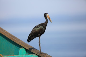 African openbill stork (Anastomus lamelligerus) in Uganda