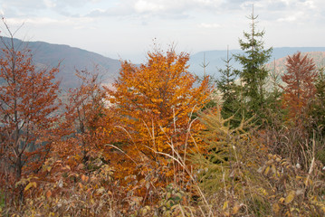 Beskidy jesienią, Skrzyczne © Kana