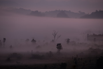 Fog mountain in the early morning sunrise
