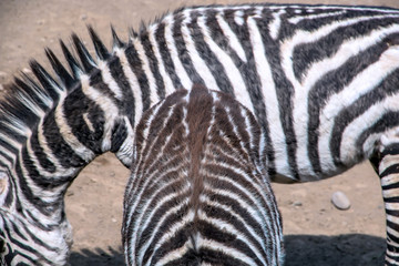 closeup view of  zebra back
- 115384777