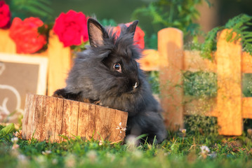 Black angora rabbit in the flower garden