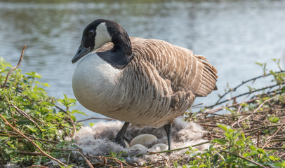 Canadian Goose Nesting © jeremyabaxter