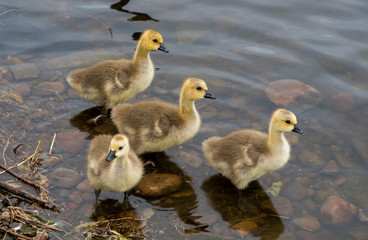Canadian Gosling's Paddling