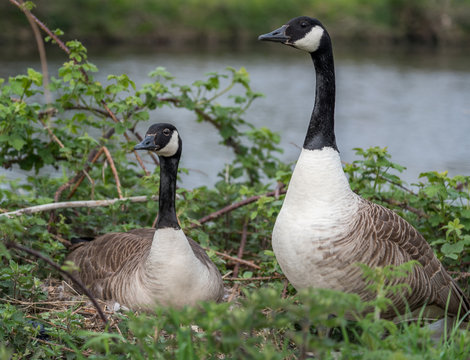 Canadian Mum and Dad Geese