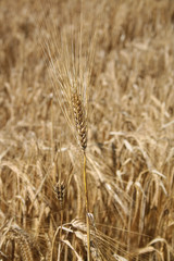 campo di frumento dorato pronto da raccogliere 