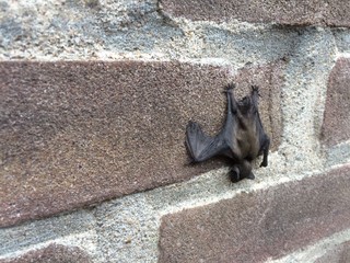 Tiny bat on brick wall